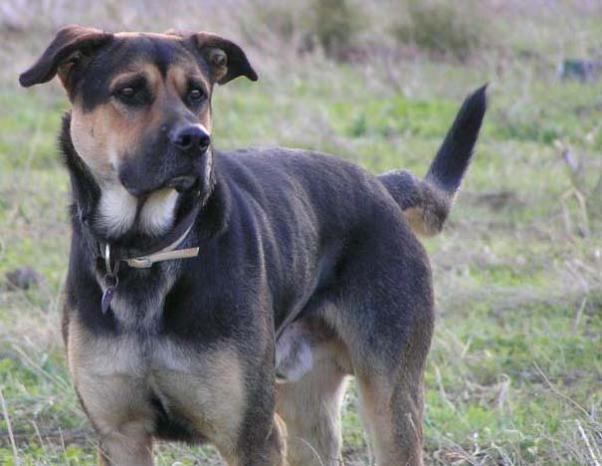 Αυτός είναι ο σκύλος που δάγκωσε τον βουλευτή στην Πάρο...